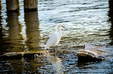 Snowy egret standing in shallow water near a dock.