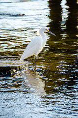 Snowy egret standing in shallow water near a dock.