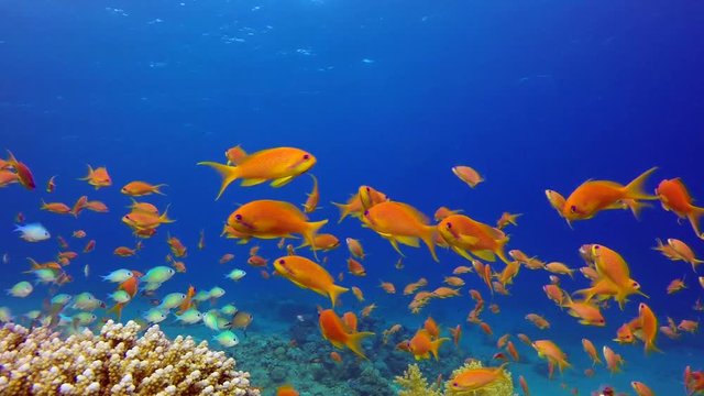 Underwater Colorful Tropical Fishes and Beautiful Corals. Picture of a beautiful underwater colorful fishes scalefin anthias and blue-green chromis in the tropical reef of the Red Sea, Dahab, Egypt.