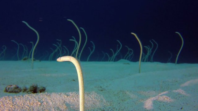 Underwater Beautiful Garden Eels. Picture of garden eels (Gorgasia sillneri) in the tropical reef of the Red Sea, Dahab, Egypt.