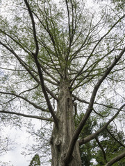 Dawn Redwood tree