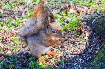 Naklejka na ściany i meble The squirrel gnaws a nut in a Minsk park.