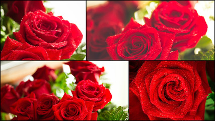 Collage of red rose closeup with drop. 
