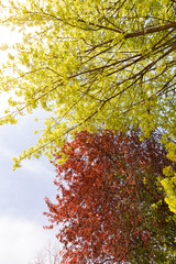 red and green leaves