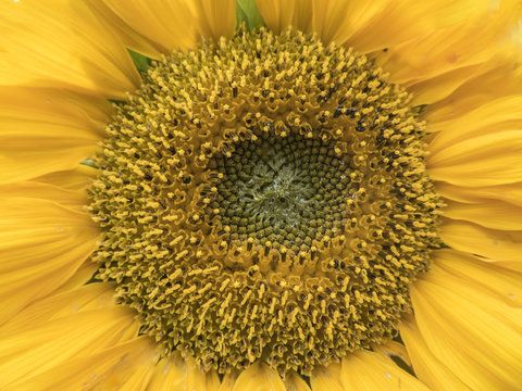 Close up the centre of a sunflower