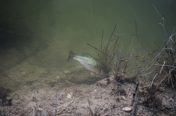 Bass under water