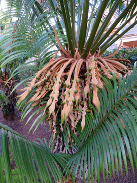 Sagopalmfarn Cycas rumphii