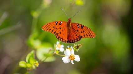Gulf fritillary or passion butterfly (Agraulis vanillae) perching on a white blossom, viewed from above, Sanibel Island, Florida, USA