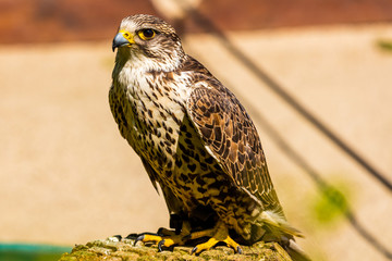 Falke