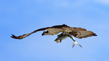 Fototapeta na wymiar Osprey (Sea Hawk) in flight against blue sky, with a fish, Sanibal Island, Florida, USA