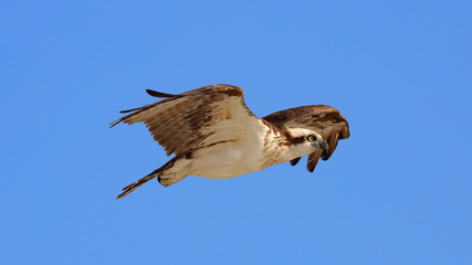 Osprey (Sea Hawk) in flight against blue sky, viewed from the side, Sanibal Island, Florida, USA