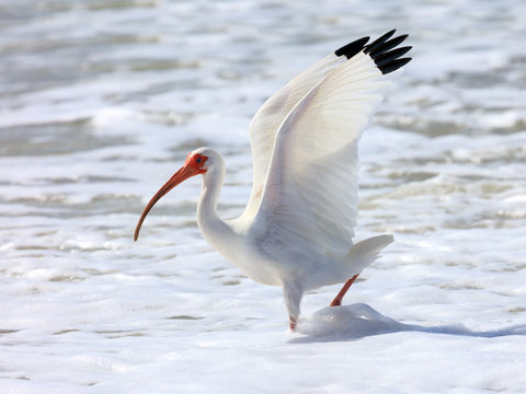 White ibis (Eudocimus albus) standing up the wings on the shore, Florida, USA