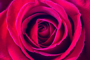 Fototapeta na wymiar Red rose with close up shot for background,Top view.