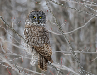 Great Grey Owl Perched in Tree in Winter