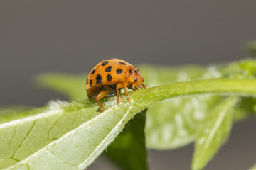 Ladybug in leaf