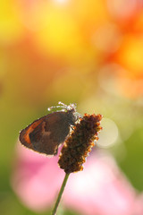 Butterfly bathed in dew