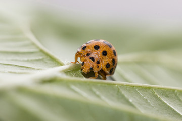Ladybug in leaf