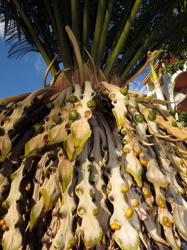 Sagopalmfarn Cycas rumphii