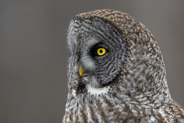 Great Gray Owl Portrait