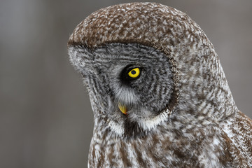 Great Grey Owl Closeup Portrait