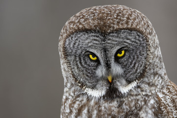 Great Gray Owl Portrait