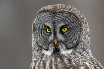 Great Grey Owl Closeup Portrait