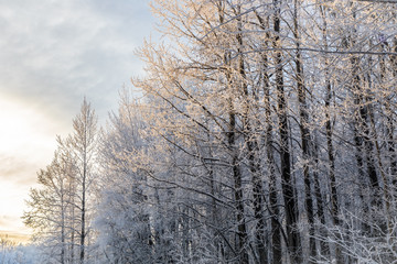Winter Trees