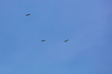 Storch