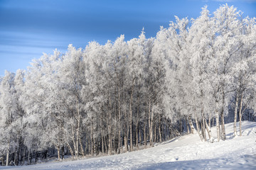 Winter Trees