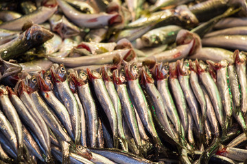 Fresh for sale at  fish market