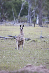 Paddock Kangaroo