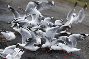 Seagull Squabble