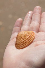 Orange Shell