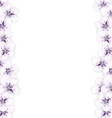 Frame template blooming sakura blue flowers