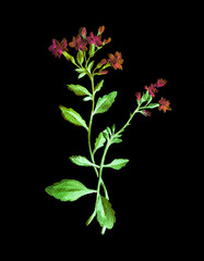 Watercolor flower bouquet on black