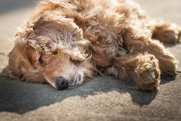 Dogs sleep in the open on the ground.