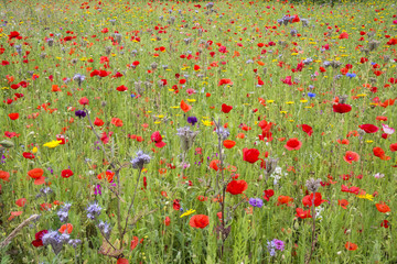 Wildflower meadow in summer