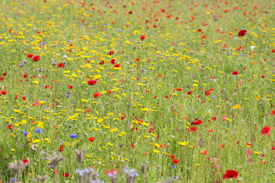 Fototapeta Wildflower meadow in summer
