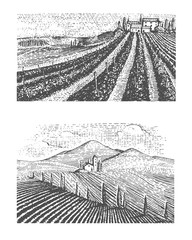 Vintage engraved, hand drawn vineyards landscape, tuskany fields, old looking scratchboard or tatooo style