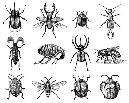 big set of insects bugs beetles and bees many species in vintage old hand drawn style engraved illustration woodcut