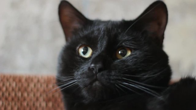Serious adult male black cat looking around and at camera, close up