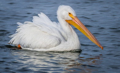 Fototapeta na wymiar White pelican