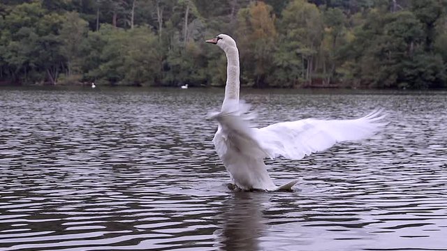 Graceful swan flapping it's huge wings after bathing. Filmed in slow motion