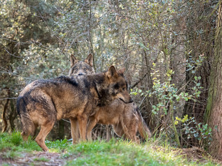 Couple of iberian wolves (Canis lupus signatus) in heat season