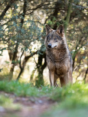 Naklejka na ściany i meble Female iberian wolf (Canis lupus signatus) in a nice forest