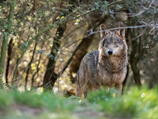Female iberian wolf (Canis lupus signatus) in a nice forest - 134796354