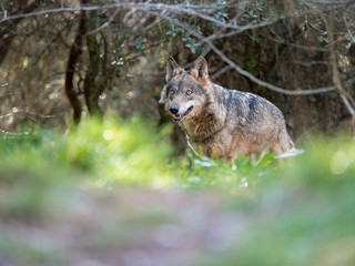 Female iberian wolf (Canis lupus signatus) in a nice forest