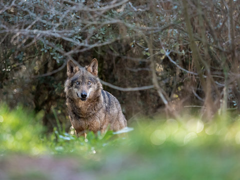 Female iberian wolf (Canis lupus signatus) in a nice forest