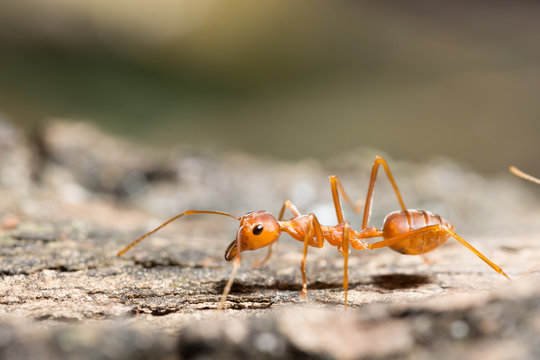 Macro Red Ant