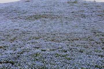 ネモフィラ(茨城県)